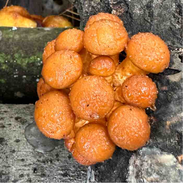 a cluster of nameko mushrooms