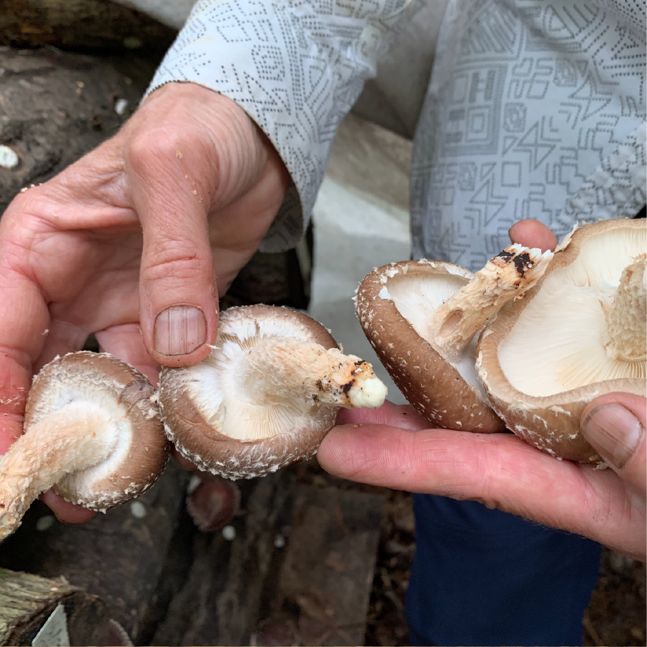 Mushrooms Shitake