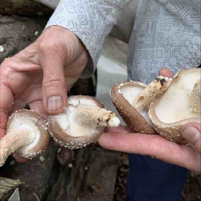 Open gills on a shiitake mushrooms