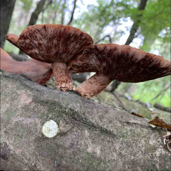 Browned Gills on a shiitake mushroom
