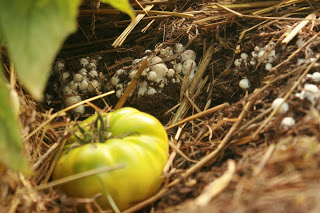 Babies With Tomato