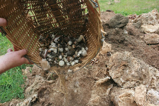 Composting Almonds