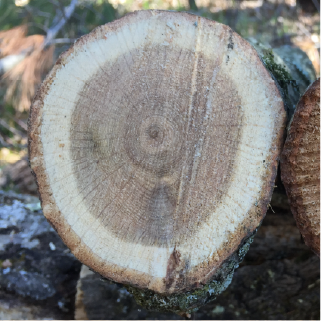 Healthy sapwood ring