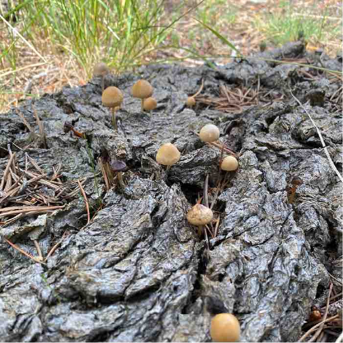 several yellow-capped mushrooms growing on a cow-pie