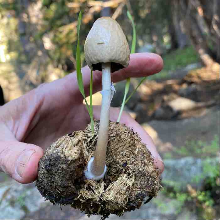 a singular mushroom with a thin stem and tan cap growing out of a piece of horse manure