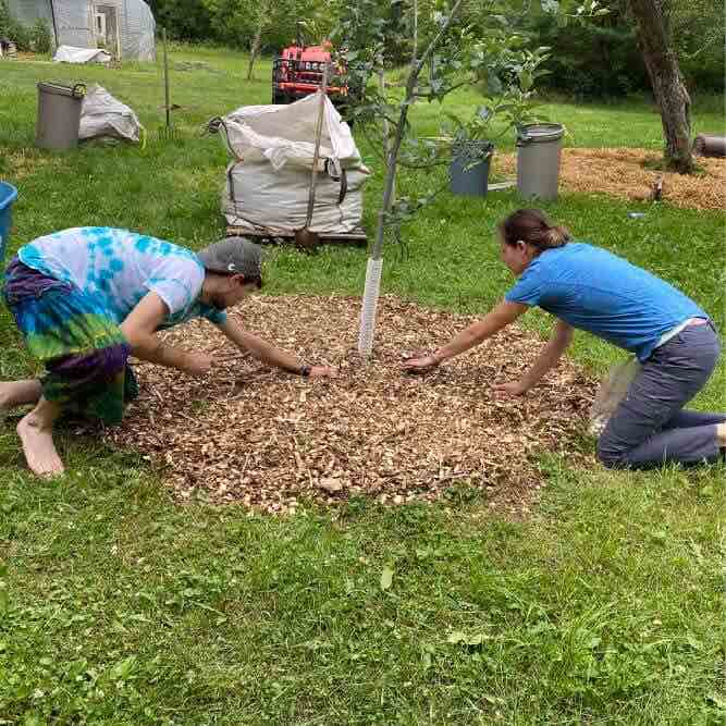 planting a wine cap bed with wood chips