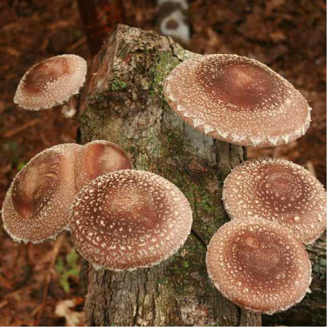 Shiitake Mushrooms on logs