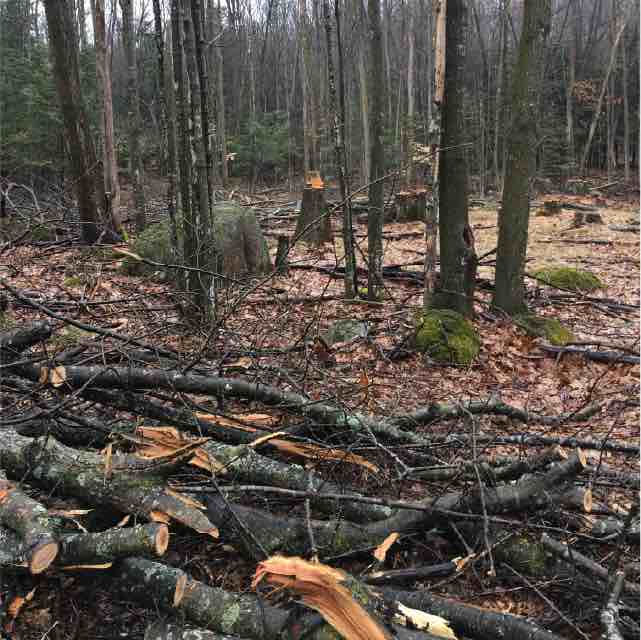 Cutting wood for mushroom logs