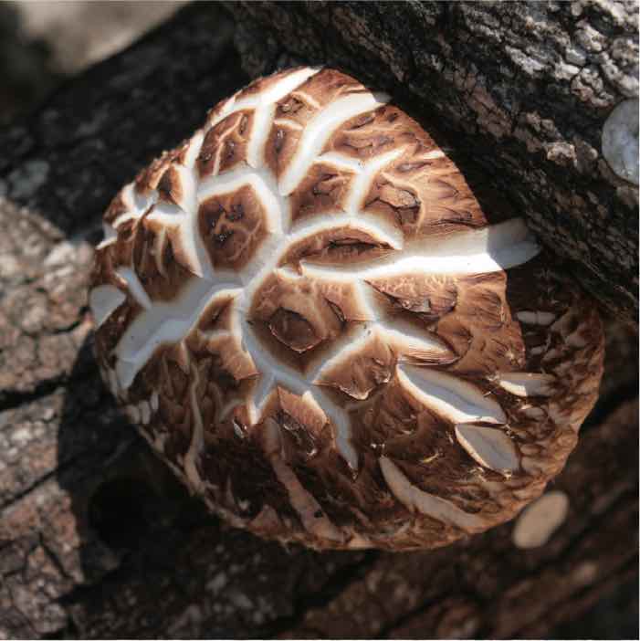 cracked shiitake mushroom cap