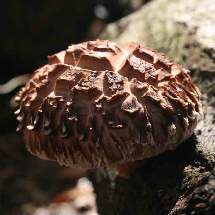 spring shiitake mushroom cap