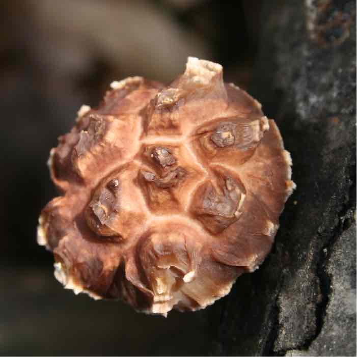 brown mushroom with cracks on cap