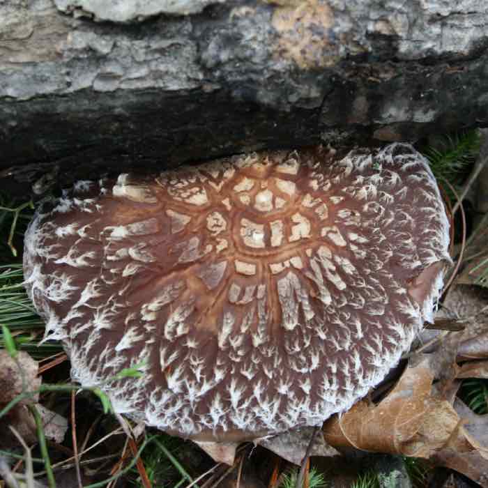 mushroom on log