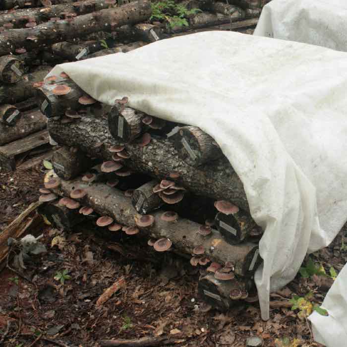 logs in a stack with mushrooms growing on them