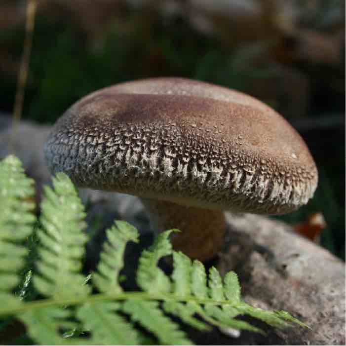 a brown shiitake mushroom with a green fern growing in front of it
