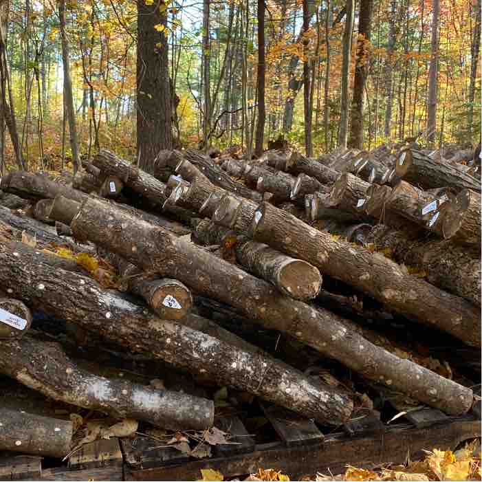 logs stacked in low lean to