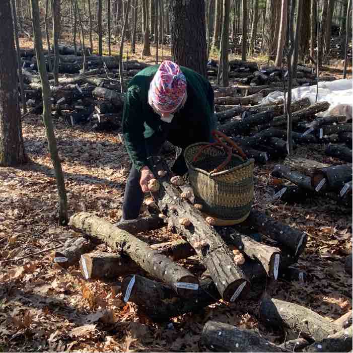 logs in a stack