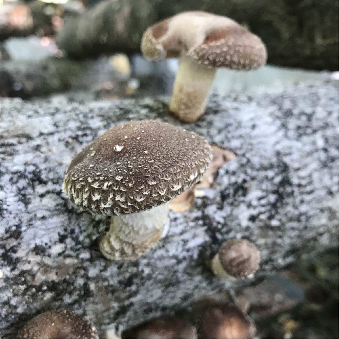 Shiitake mushrooms on log