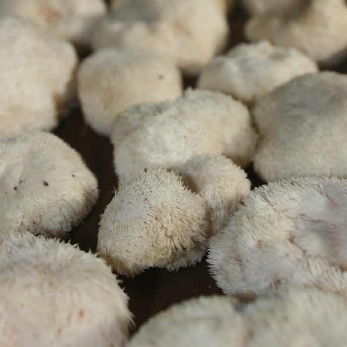 lions mane mushrooms ready to tincture