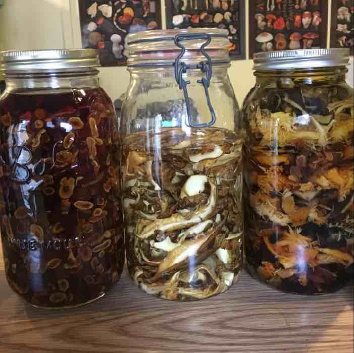 making a mushroom tincture