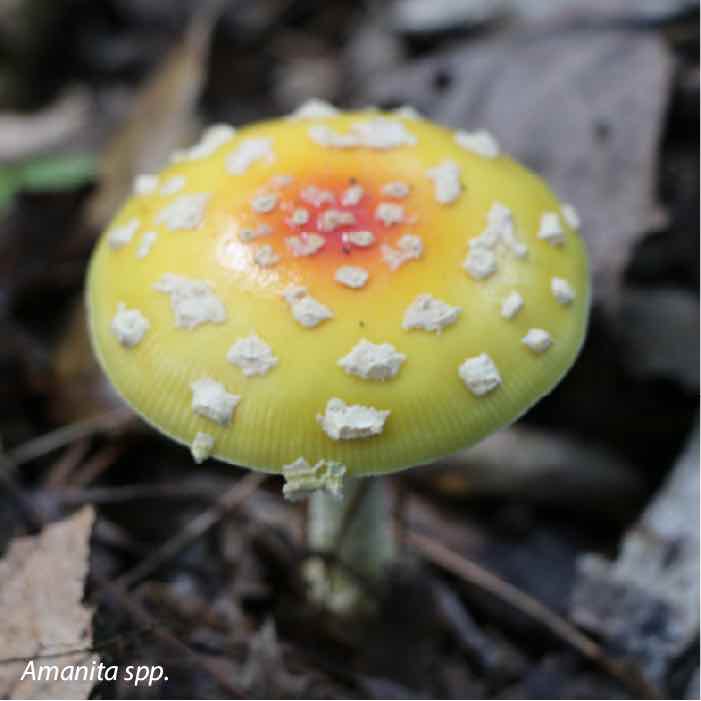 a mushroom with a yellow cap and white specks growing out of leaf debris
