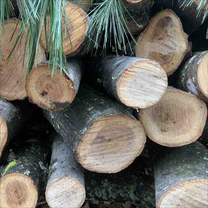 stack of logs covered with pine boughs