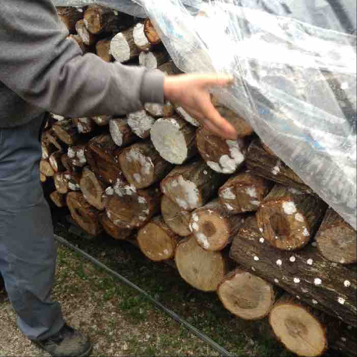 mushroom logs stacked and covered with mycelium