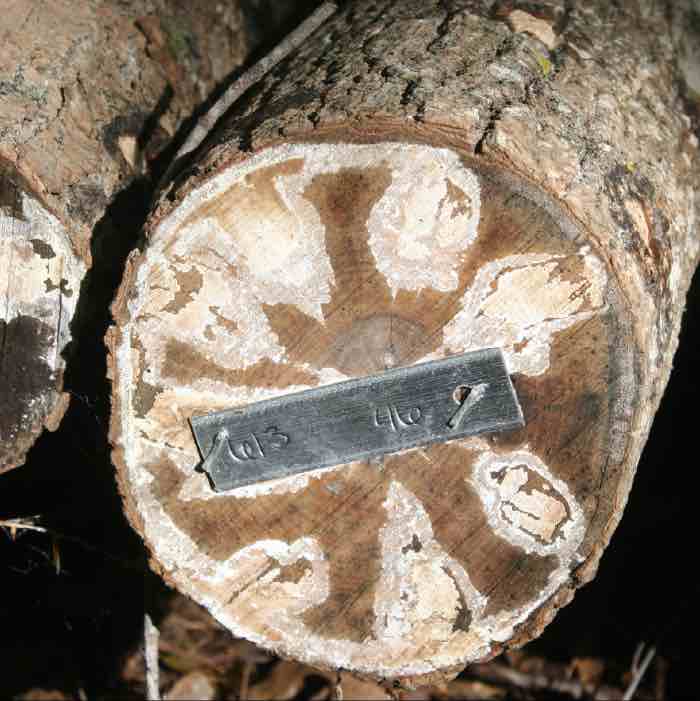 an end of a mushroom log showing mycelium growth
