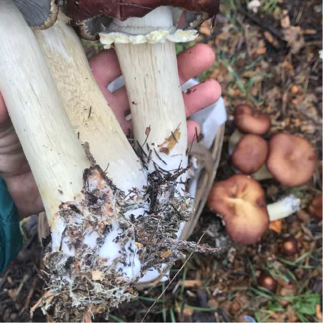 Wine Cap Mushroom Mycelium