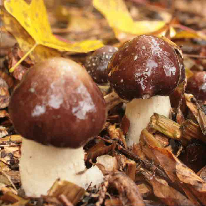 wine cap mushrooms growing in wood chips