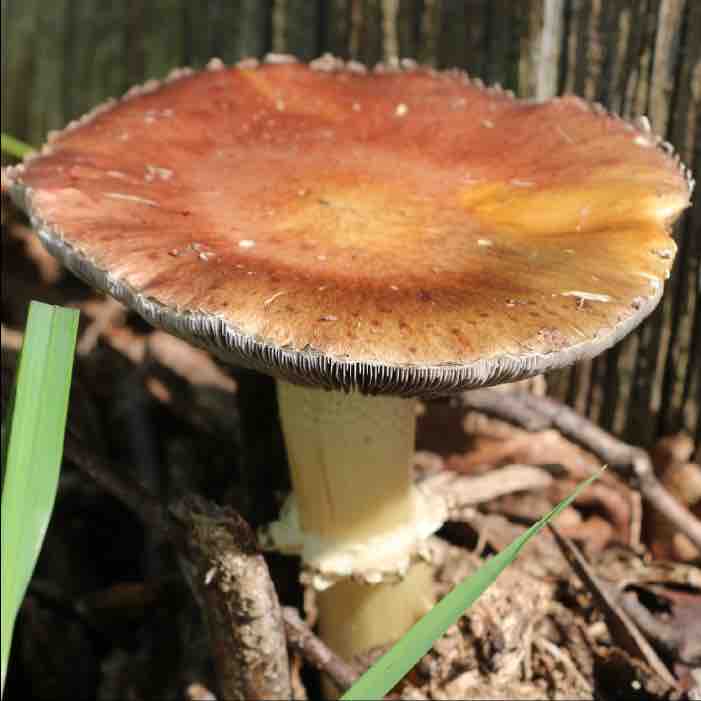wine cap mushroom with a fully opened cap