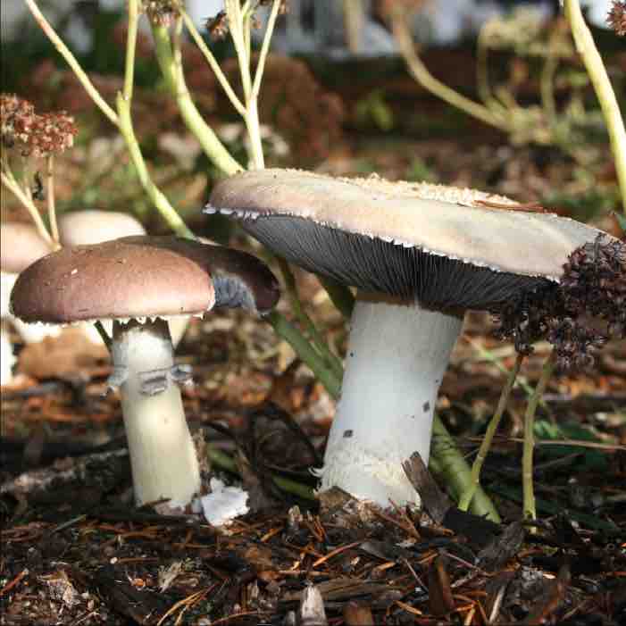 wine cap mushrooms showing color difference