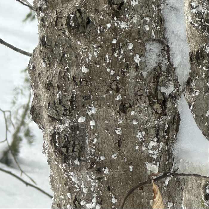 spawn run in logs that have beech bark disease