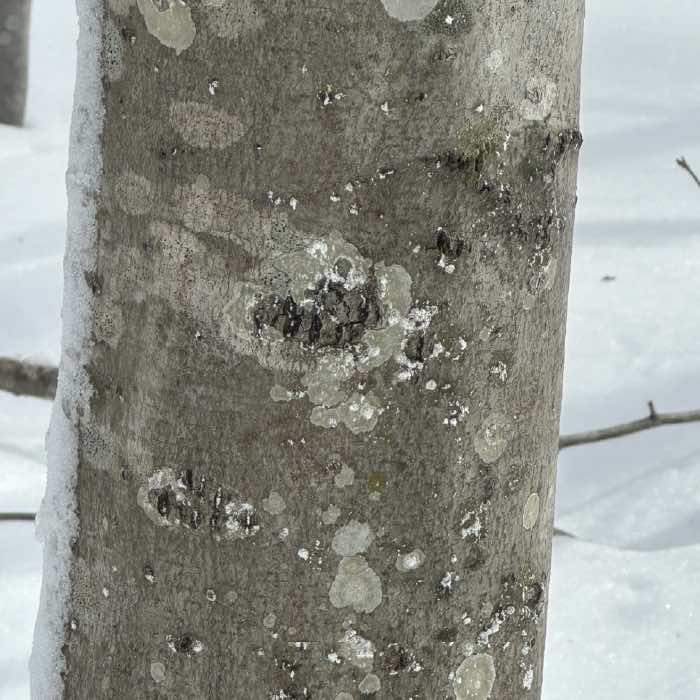 a tree with early infection by beech bark disease