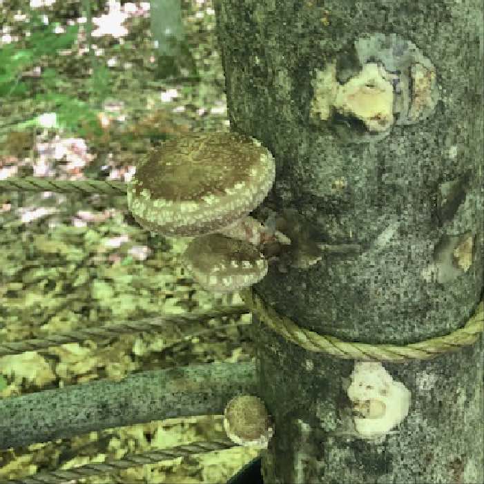 logs on the forest floor that have beech bark disease