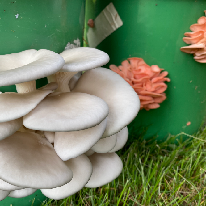 pink and blue oyster mushrooms in a bucket