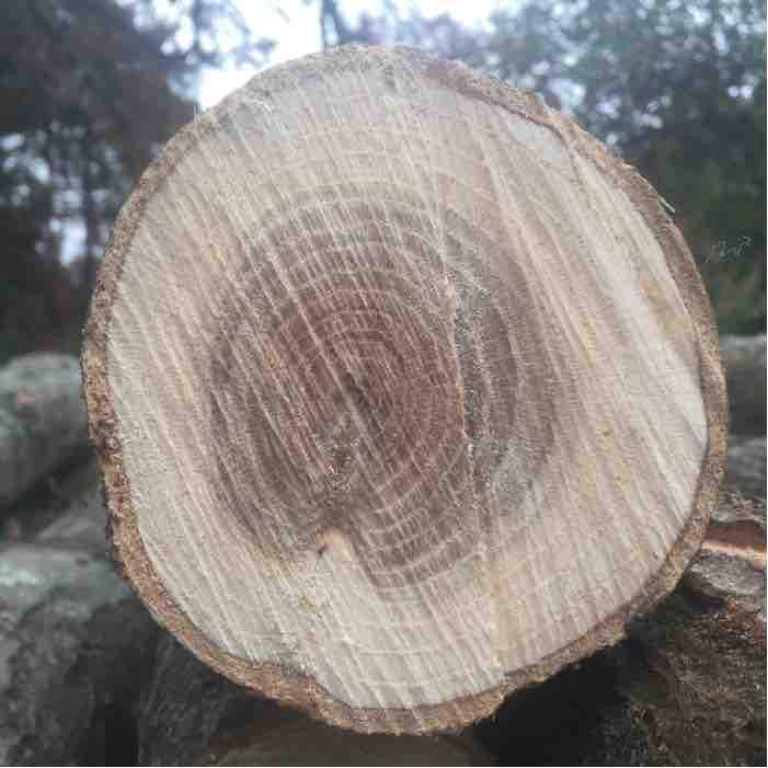 sapwood layer in logs