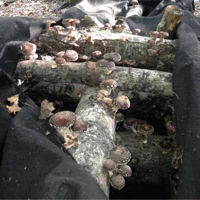 Fresh cut logs for mushroom cultivation