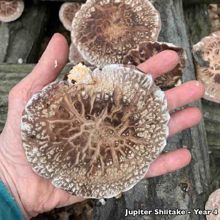 large shiitake mushroom in hand