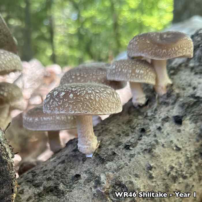 shiitake mushrooms growing on logs