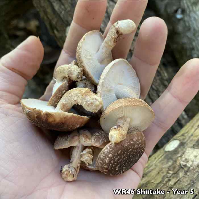 small shiitake mushrooms in hand