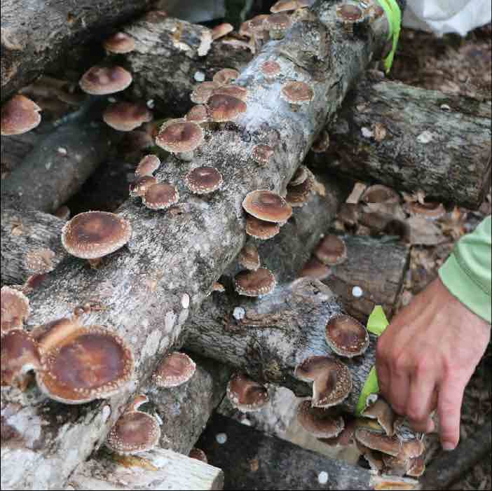 log with shiitake mushrooms