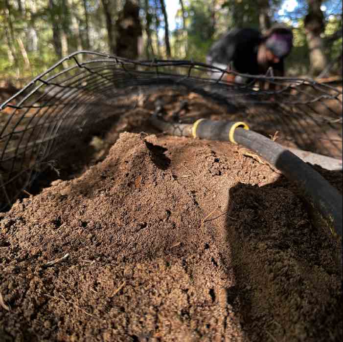 growing morel mushrooms