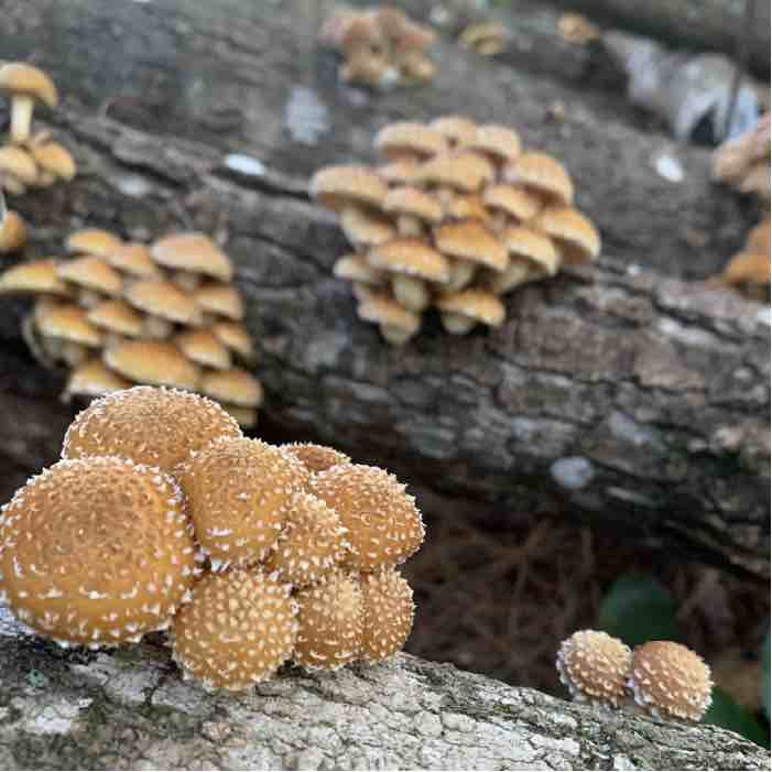 chestnut mushrooms growing on logs