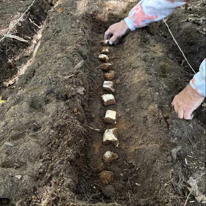 growing morel mushrooms