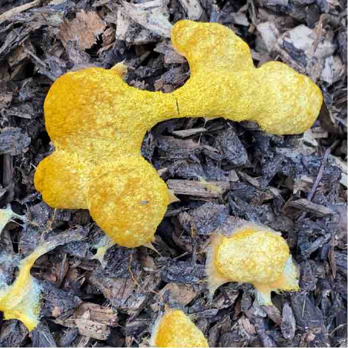 yellow slime mold growing on wood chips