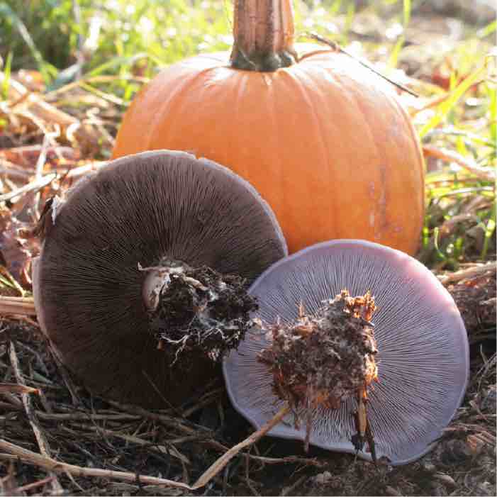 a blewit mushroom by a pumpkin