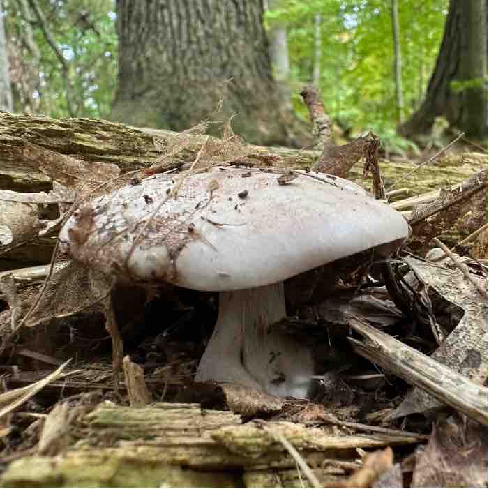 blewit in wood chips