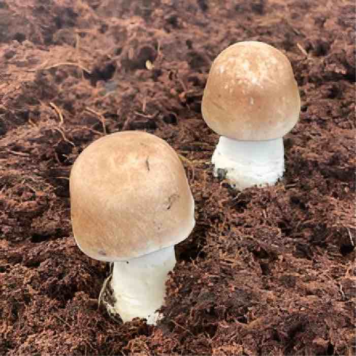 Almond Agaricus Pins in the compost