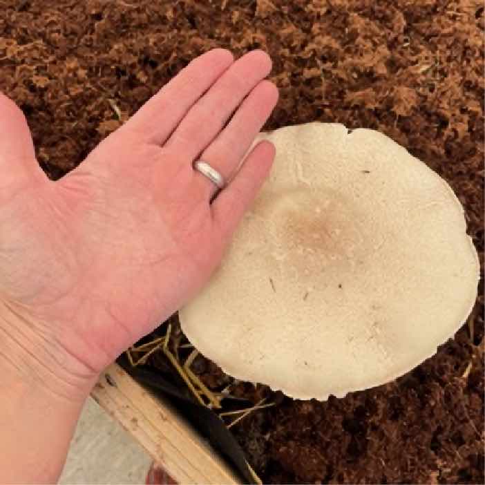 a large white mushroom cap with a hand alongside it for size