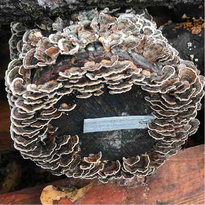 Turkey tail mushrooms growing on logs